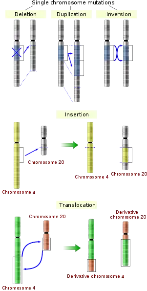 Image 2Five types of chromosomal mutations (from Mutation)