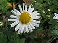 Chrysanthemum japonense var. ashizuriense