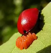 Laying of eggs