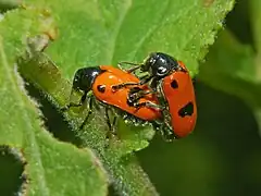 Mating pair