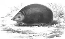 Drawing of dark golden mole