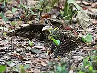 Mimicking a Cottonmouth snake