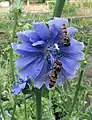 Cichorium endivia flower with Syrphidae