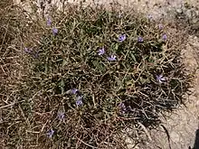 Cichorium spinosum (Asteraceae)