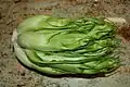 Puntarelle, the prized central stalks of the Catalogna endive