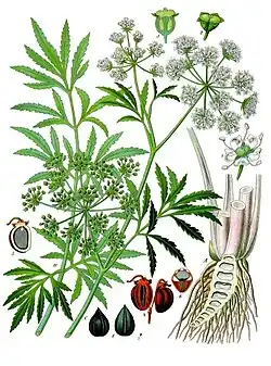 Cowbane