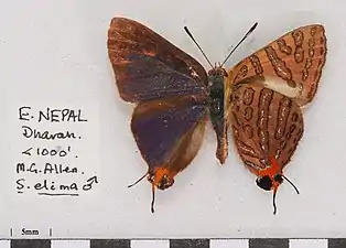 Museum specimen