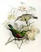 A pair by Keulemans