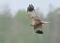 A male western marsh harrier