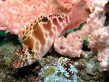 Spotted hawkfish (Cirrhitichthys aprinus), Lembeh Straits, Indonesia