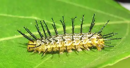 Caterpillar