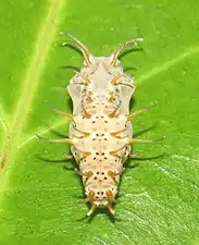 Pupa