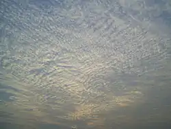 A large field of cirrocumulus clouds in a blue sky, beginning to merge near the upper left.