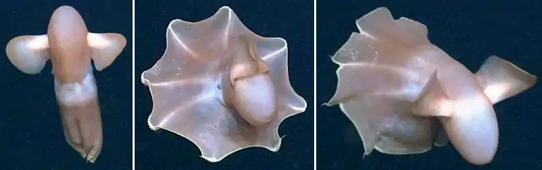 Three images in sequence of a two-finned sea creature swimming with an 8-cornered web