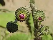 Cirsium canum (Queen Anne's thistle)