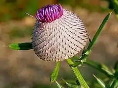 Cirsium eriophorum (Kozara National Park, Republika Srpska)