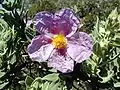 Cistus albidus photo taken near Sitges