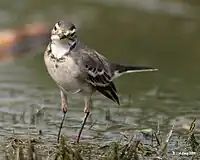 Juvenile in Kolkata (West Bengal, India)