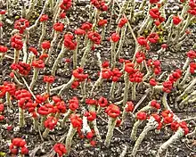 Greenish-grey lichen of erect podetia topped with bulbous red formations