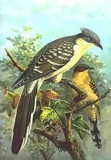 Great spotted cuckooClamator glandarius