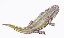 Clamorosaurus nocturnis, of the early Permian of Russia