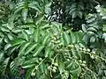 Unripe fruits on a Clausena lansium tree