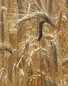 Ergot contains ergolines