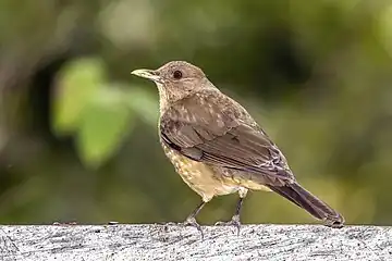 juvenile T. g. megas, Honduras