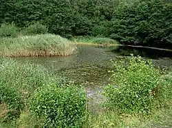 Swanwick Lakes