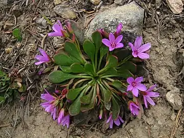 Claytonia megarhiza