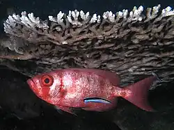 Image 27Cleaner wrasse signals its cleaning services to a big eye squirrelfish (from Animal coloration)