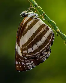 Ventral view