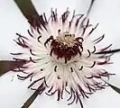 Consists of numerous stamens and pistils