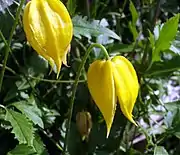 Flowers and leaves