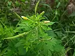 Flower buds and Fruits of Cleome viscosa