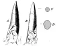 C. pennsylvanicus tooth AMNH 3227 seen from two different angles