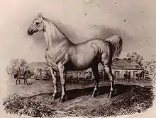 A muscular horse stands in the foreground, with more horses, fencing and a building in the background.