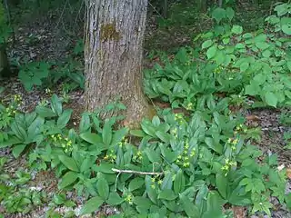 Flowering in habitat, Mille-Isles, Quebec