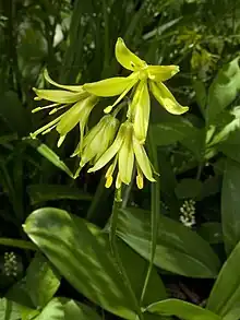 Clintonia borealis