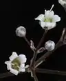 Close-up view of two flowers