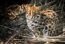 Spotted Leopard cat in the brush