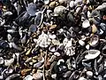 Slipper limpets, blamed for the previous decline of the Whitstable oyster trade