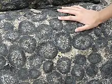 Orbicular granite from Orbicular Granite Nature Sanctuary.