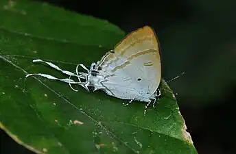 Ventral view
