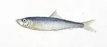 European sprat