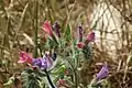 Echium judaeum in blossom