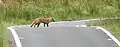 A fox near Loch Thom