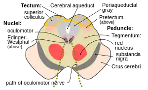 Cross section of the midbrain at the level of the superior colliculus showing oculomotor nucleus .