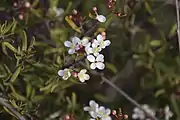 Flowering in habitat