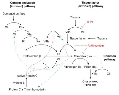 Schematic diagram of the blood coagulation and protein C pathways. In the blood coagulation pathway, thrombin acts to convert factor XI to XIa, VIII to VIIIa V to Va, fibrinogen to fibrin. In addition, thrombin promotes platelet activation and aggregation via activation of protease-activated receptors on the cell membrane of the platelet. Thrombin also cross over into the protein C pathway by converting protein C into APC. APC in turn converts factor V into Vi, and VIIIa into VIIIi. Finally APC activates PAR-1 and EPCR.